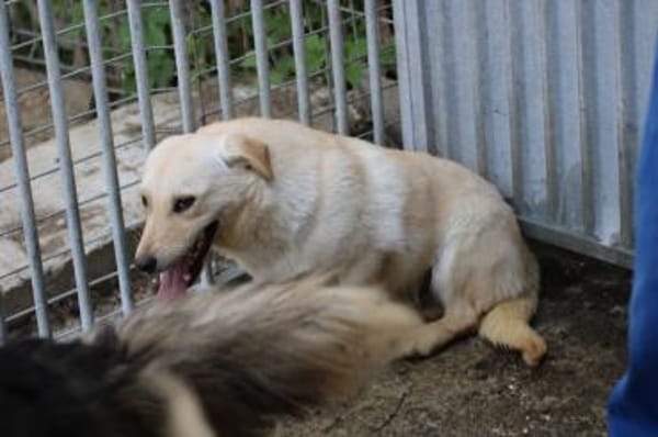Sancho - verspielt u. kinderlieb