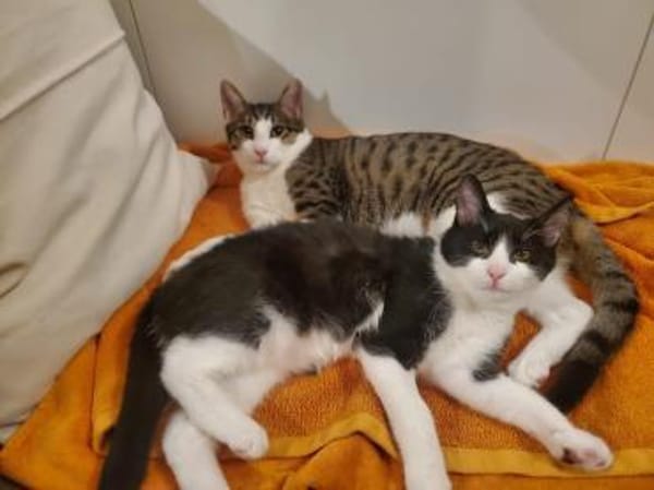 Smokey&Felix-Kinderfreundliche Schnurrer