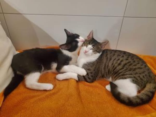 Smokey&Felix-Kinderfreundliche Schnurrer