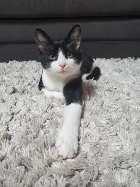 Smokey&Felix-Kinderfreundliche Schnurrer