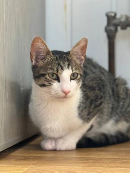 Smokey&Felix-Kinderfreundliche Schnurrer