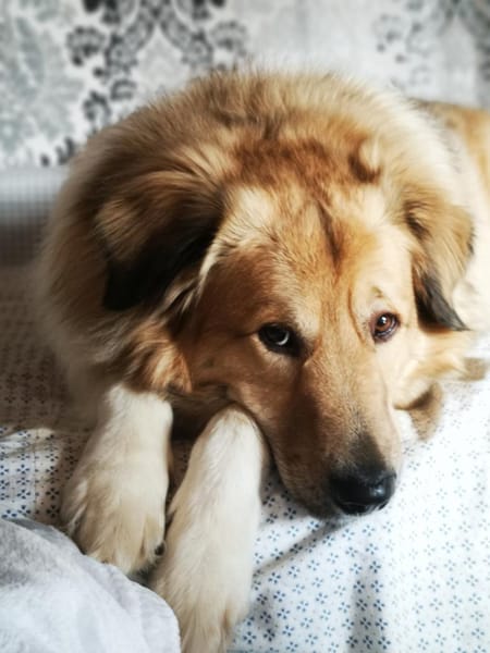 Pepper sucht ein neues Zuhause