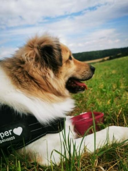 Pepper sucht ein neues Zuhause