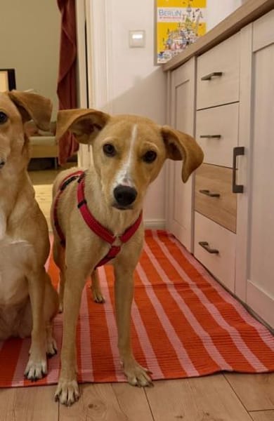 Kiani braucht Zeit, 50cm, 15kg