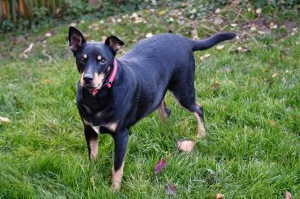 Pedro sucht sein Zuhause