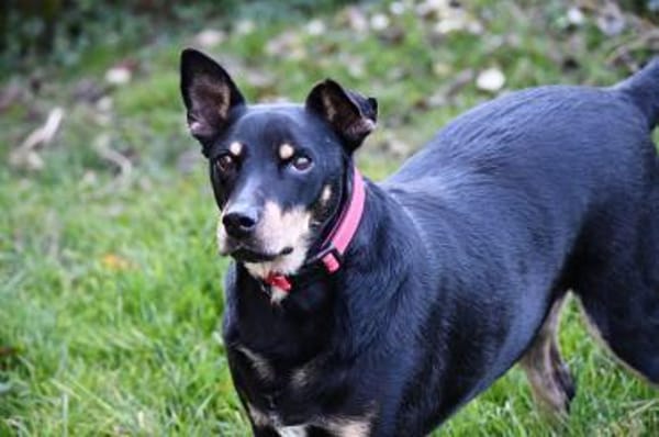 Pedro sucht sein Zuhause