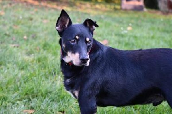 Pedro sucht sein Zuhause