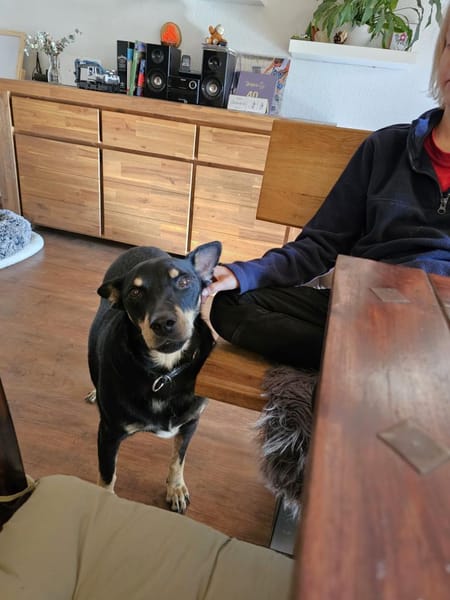 Pedro sucht sein Zuhause