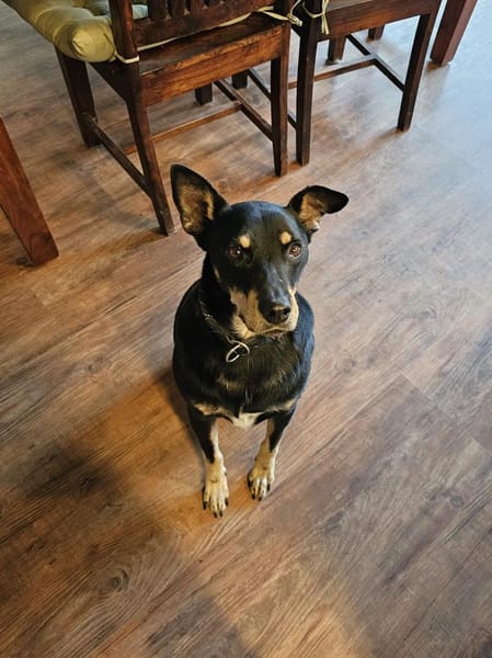 Pedro sucht sein Zuhause