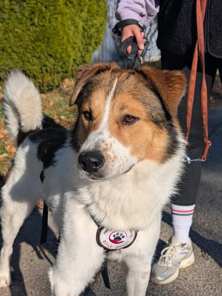 Faro - Kuschelprinz auf vier Pfoten