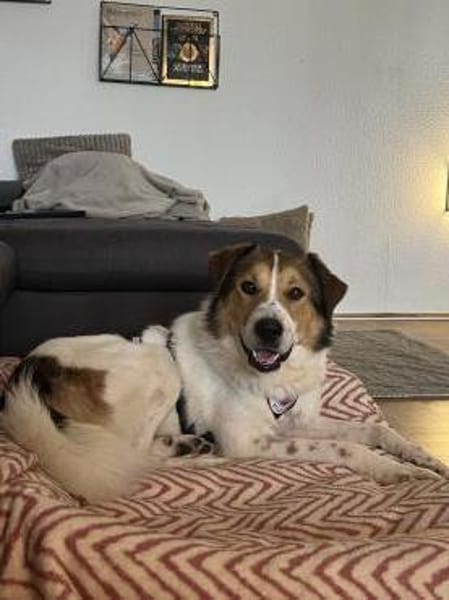 Faro - Kuschelprinz auf vier Pfoten