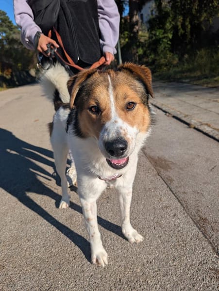 Faro - Kuschelprinz auf vier Pfoten