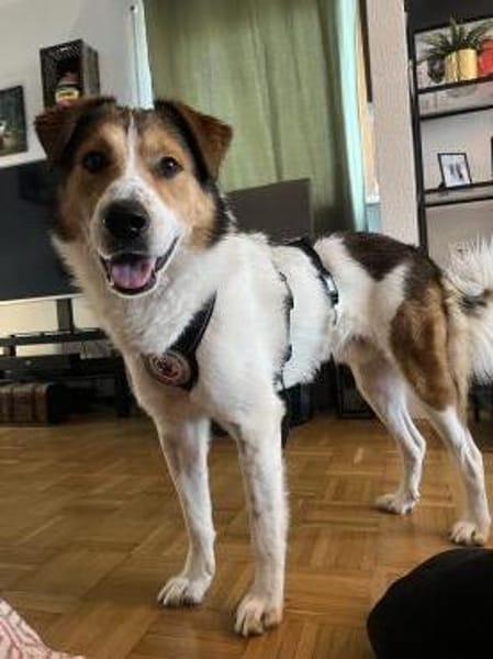 Faro - Kuschelprinz auf vier Pfoten