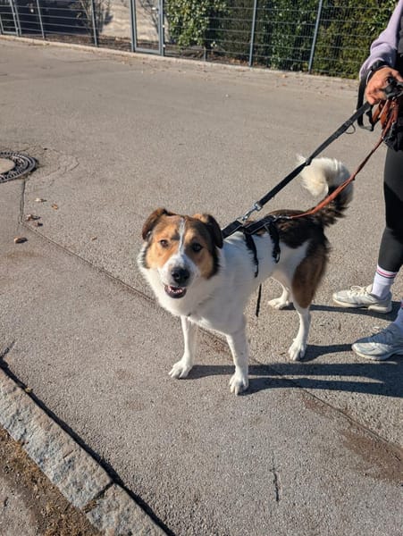 Faro - Kuschelprinz auf vier Pfoten