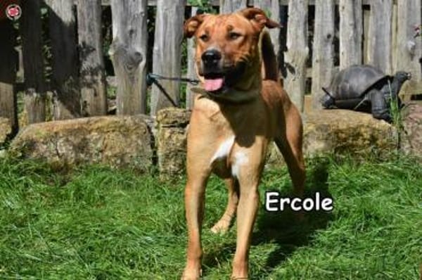 ERCOLE