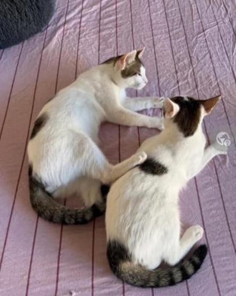 Jupiter& Snickers freundliches Dreamteam