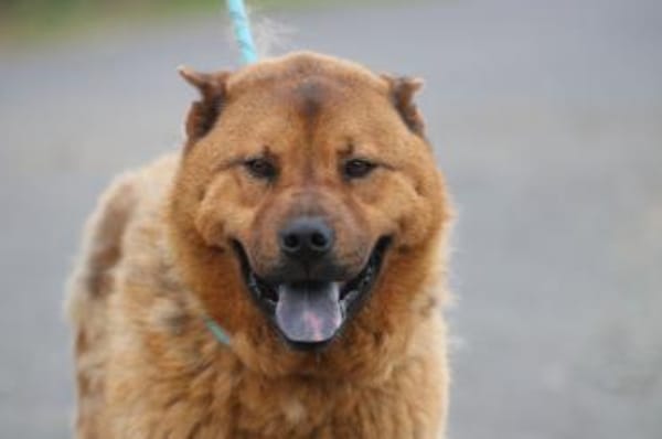 Chevy - sehr freundlich u. verträglich