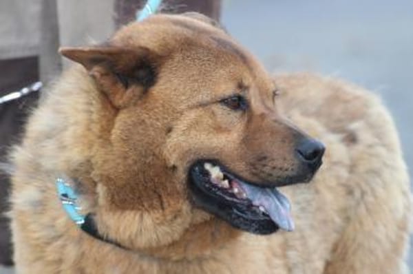 Chevy - sehr freundlich u. verträglich