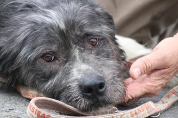 Bono - ruhig u. sehr verschmust