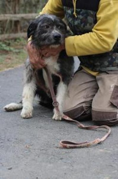 Bono - ruhig u. sehr verschmust