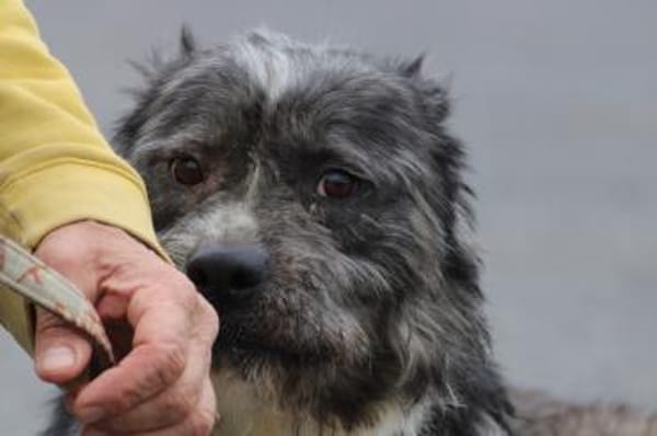 Bono - ruhig u. sehr verschmust