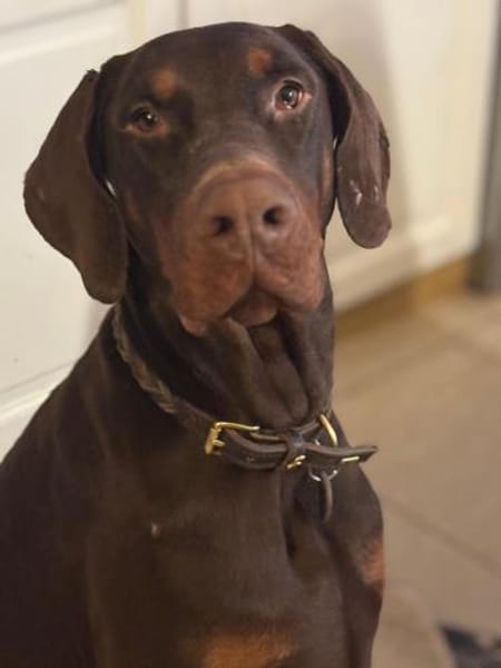 Jazz,  wünscht sich seine Familie