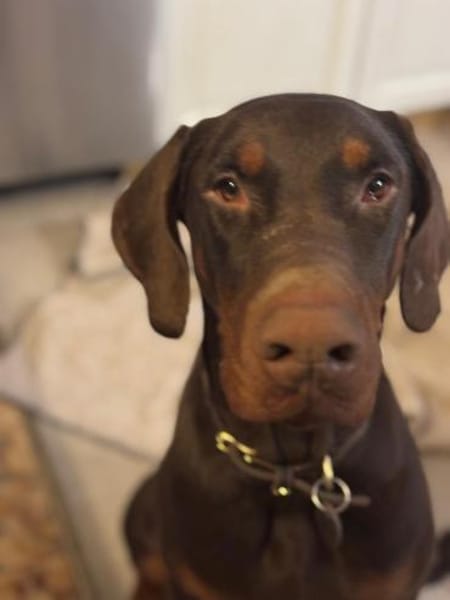 Jazz,  wünscht sich seine Familie