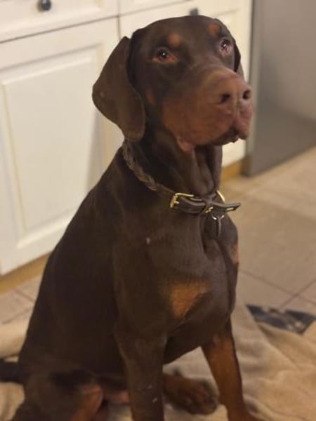 Jazz,  wünscht sich seine Familie