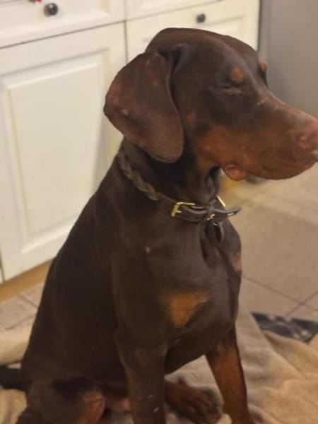 Jazz,  wünscht sich seine Familie