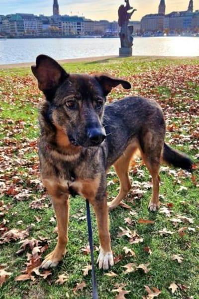 Schäfi-Mix Nelli in 25474 Bönningstedt