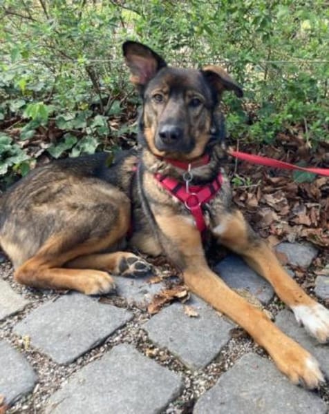 Schäfi-Mix Nelli in 25474 Bönningstedt