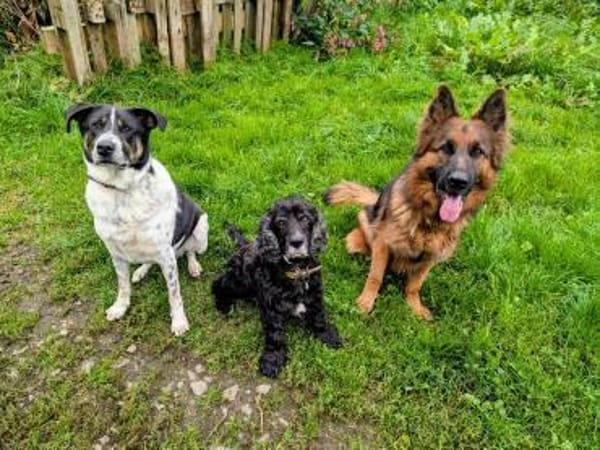 Tiger, auf der Suche nach dem Glück