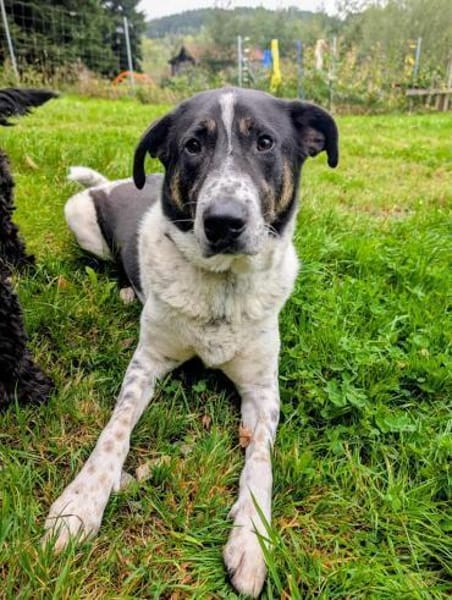 Tiger, auf der Suche nach dem Glück