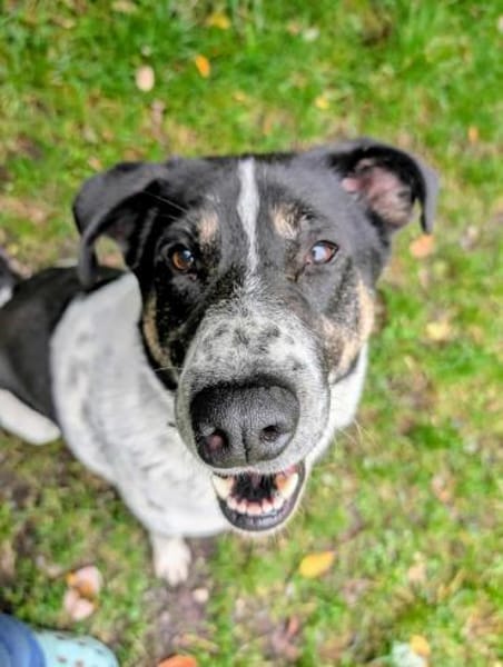 Tiger, auf der Suche nach dem Glück
