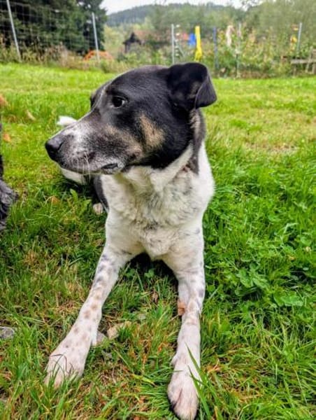 Tiger, auf der Suche nach dem Glück