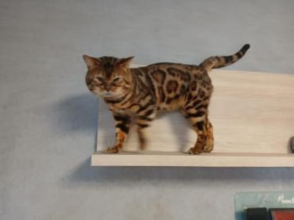 Bengo eine echte Schönheit