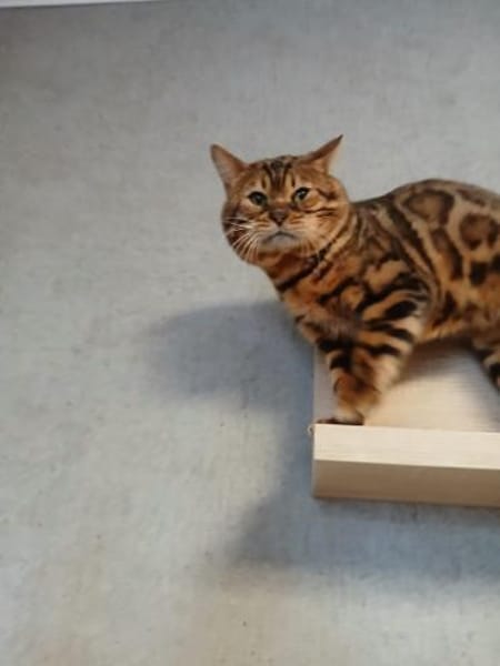 Bengo eine echte Schönheit