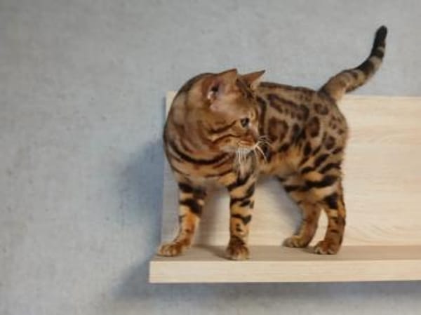 Bengo eine echte Schönheit