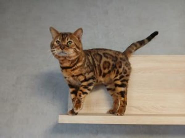 Bengo eine echte Schönheit