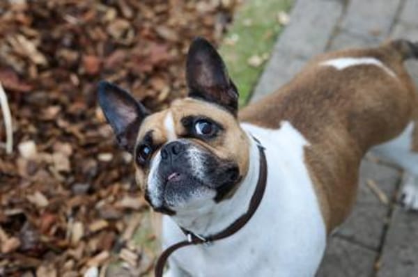 Lotte sucht ihre Menschen