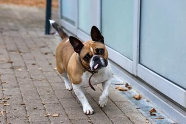 Lotte sucht ihre Menschen