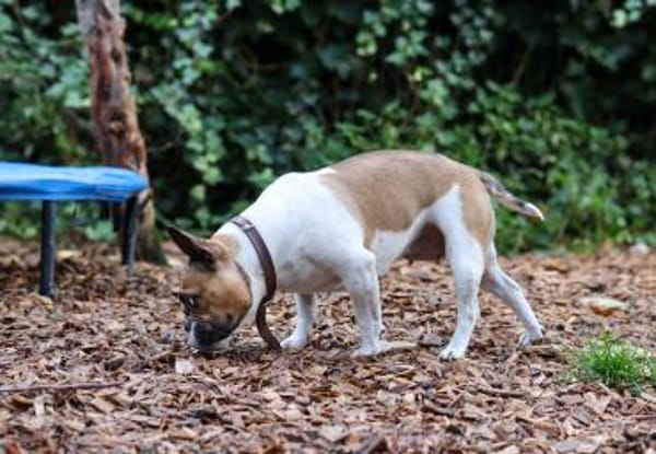 Lotte sucht ihre Menschen