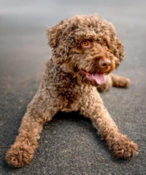 LA-CODY-dufter Typ sucht ruhiges Zuhause