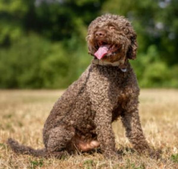 LA-CODY-dufter Typ sucht ruhiges Zuhause