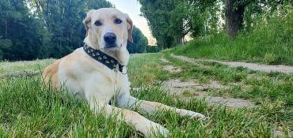 Athena - Hündin in Deutschland