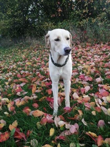 Athena - Hündin in Deutschland