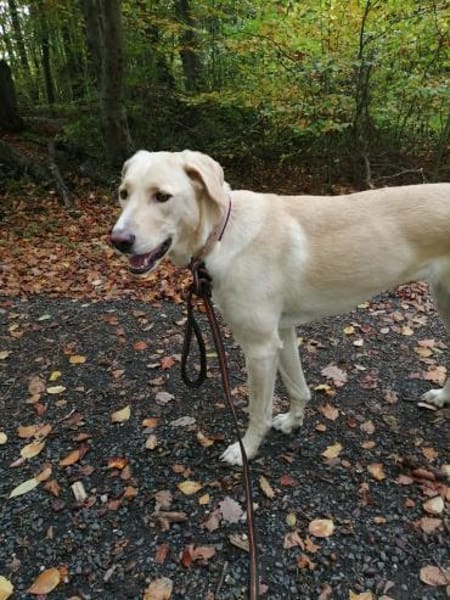 Athena - Hündin in Deutschland