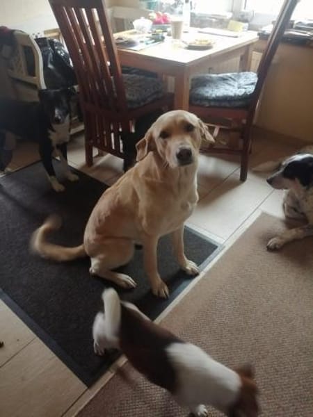 Athena - Hündin in Deutschland