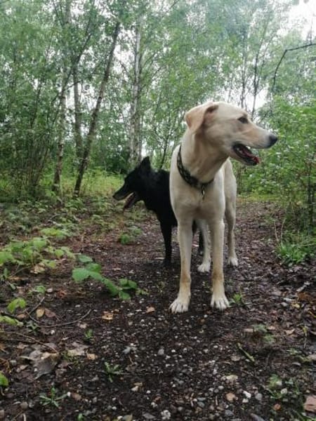 Athena - Hündin in Deutschland