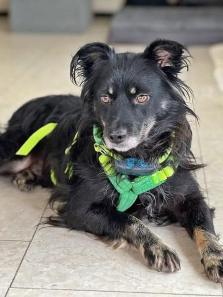 Shadow auf einer Pflegestelle